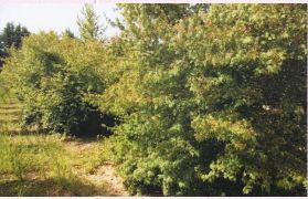 Albero da frutta