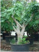 Albero piante da frutto