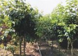 Piante da frutto coltivate