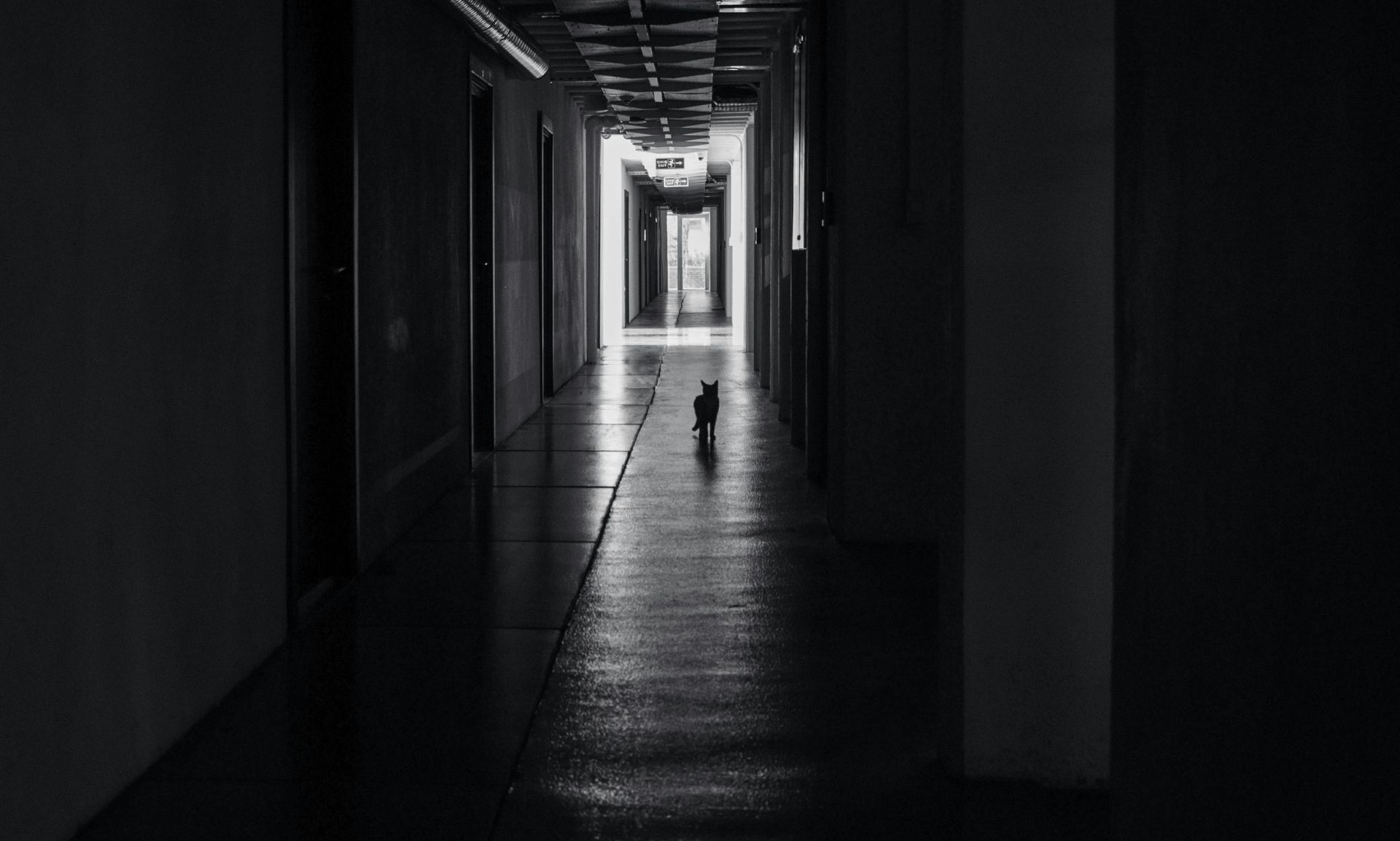 A black and white photo of a cat walking down a dark hallway.