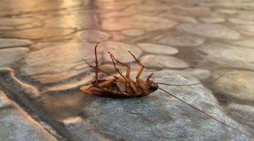 A cockroach is laying on its back on a rock.