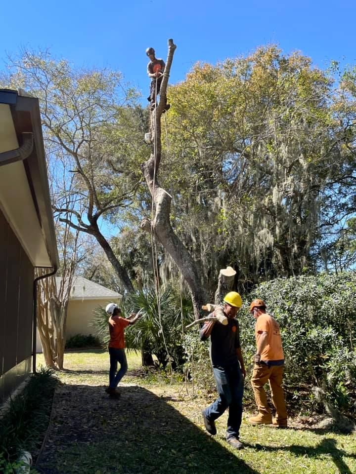 A group of men are cutting down a tree in front of a house.