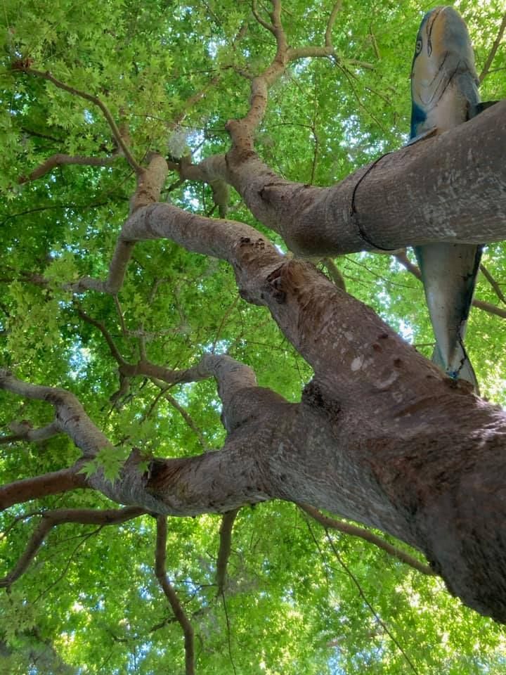Looking up at a tree with lots of green leaves.