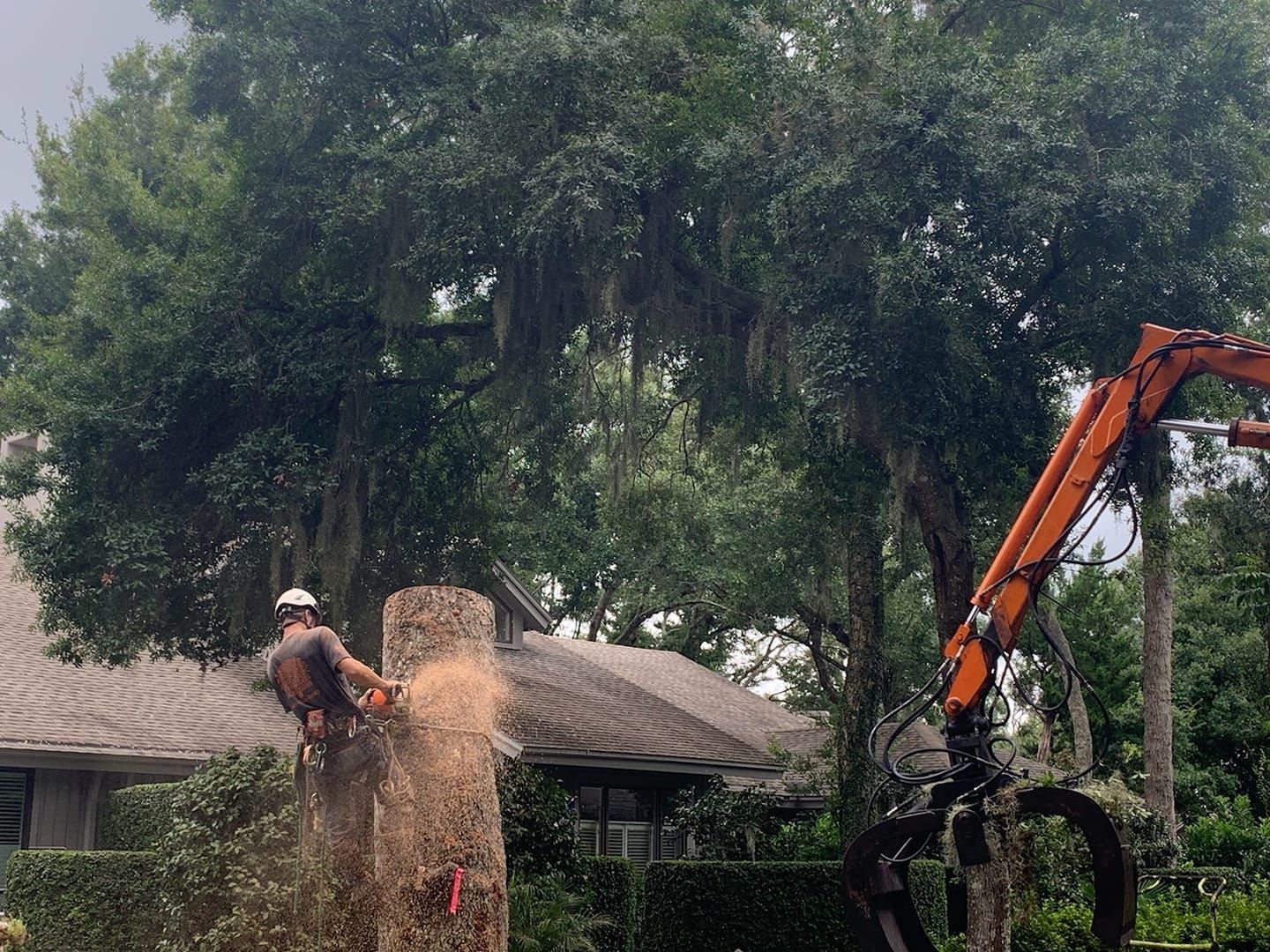 A man is cutting down a tree with a chainsaw in front of a house.