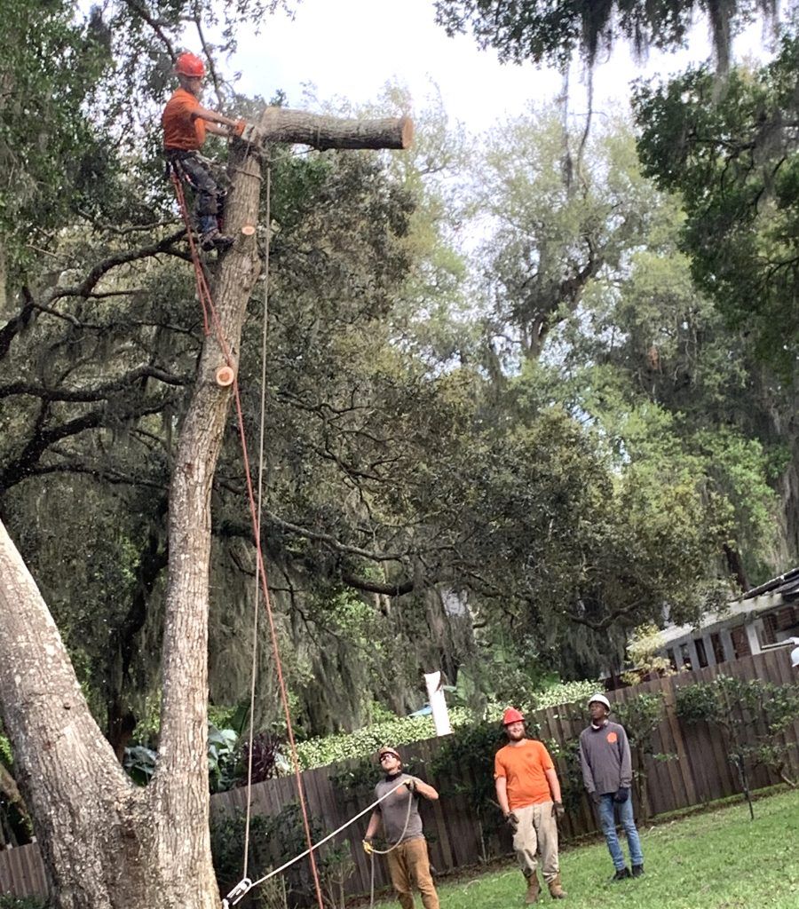 A group of men are standing around a tree cutting it down.