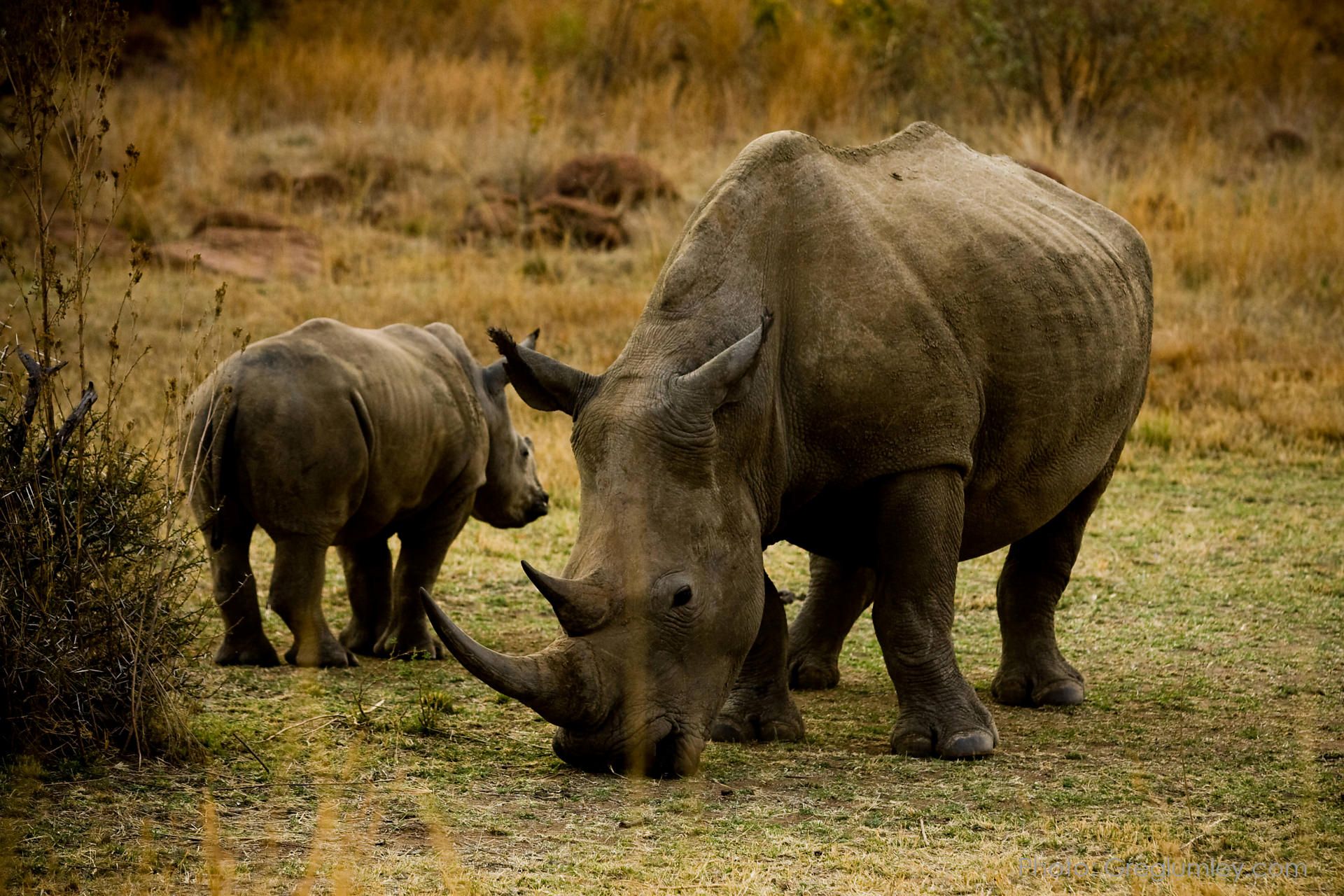 Rhino and calf grazing in a grassy field, the adult in the foreground.