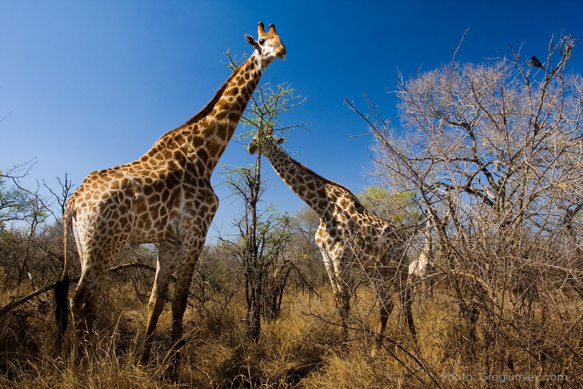 Two giraffes in a savanna setting, reaching for leaves. Brown and tan fur with blue sky.