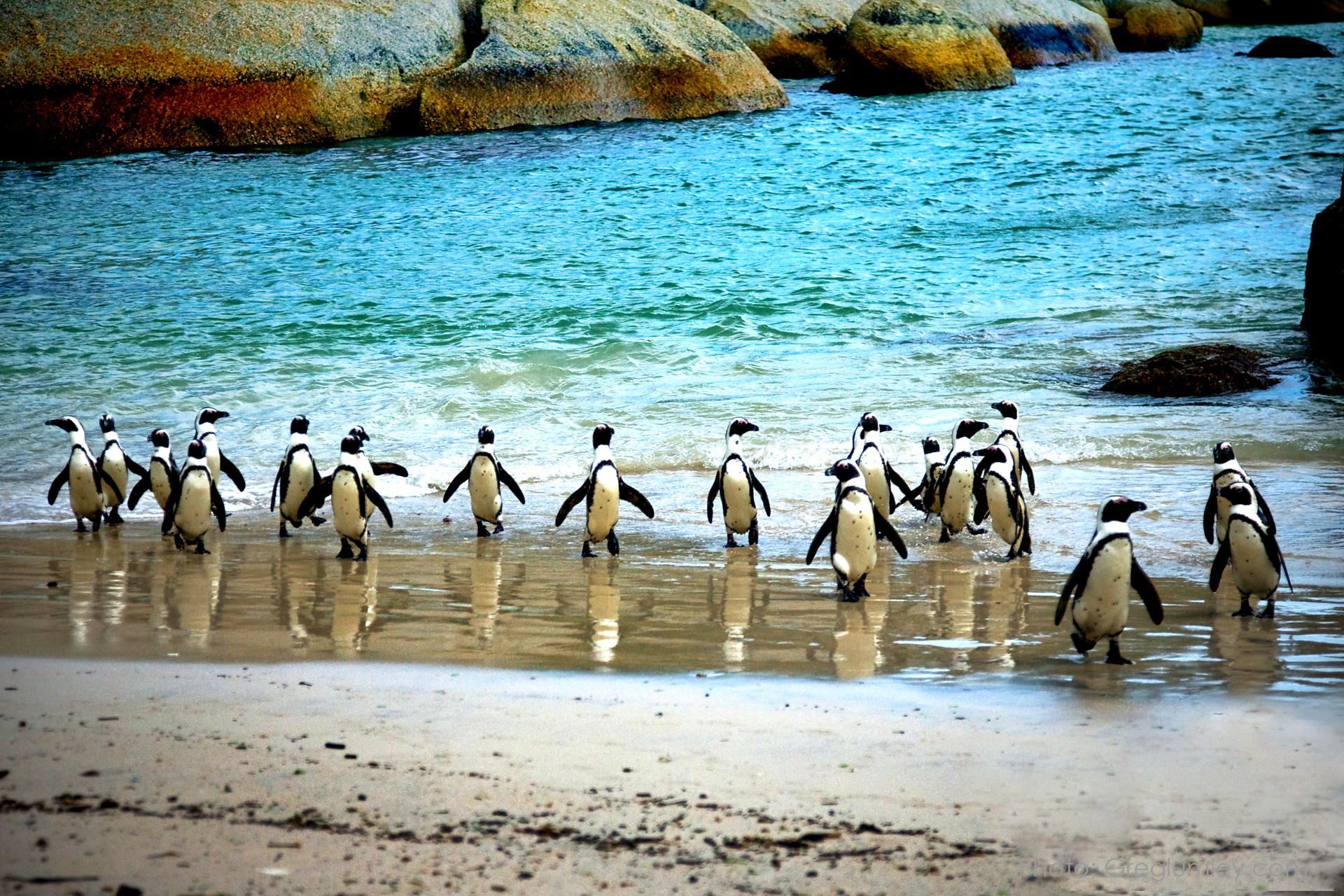 Penguins on a sandy beach, facing the ocean, with large boulders in the background.