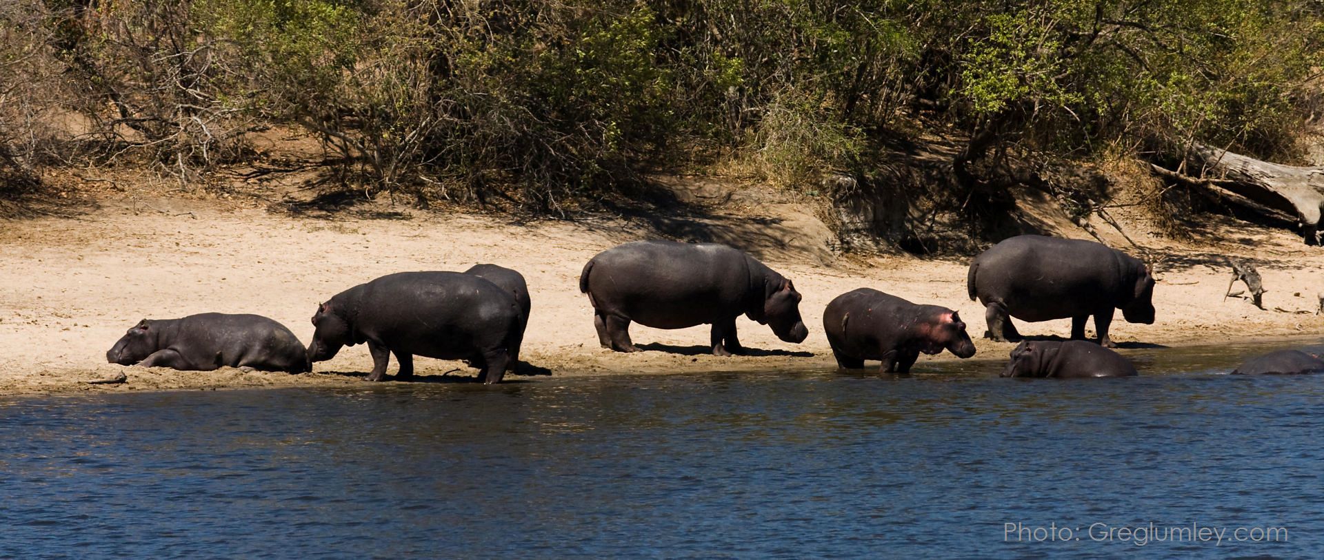 Hippos on a sandy bank, entering water. Several adults and calves, sunlight, and trees in the background.