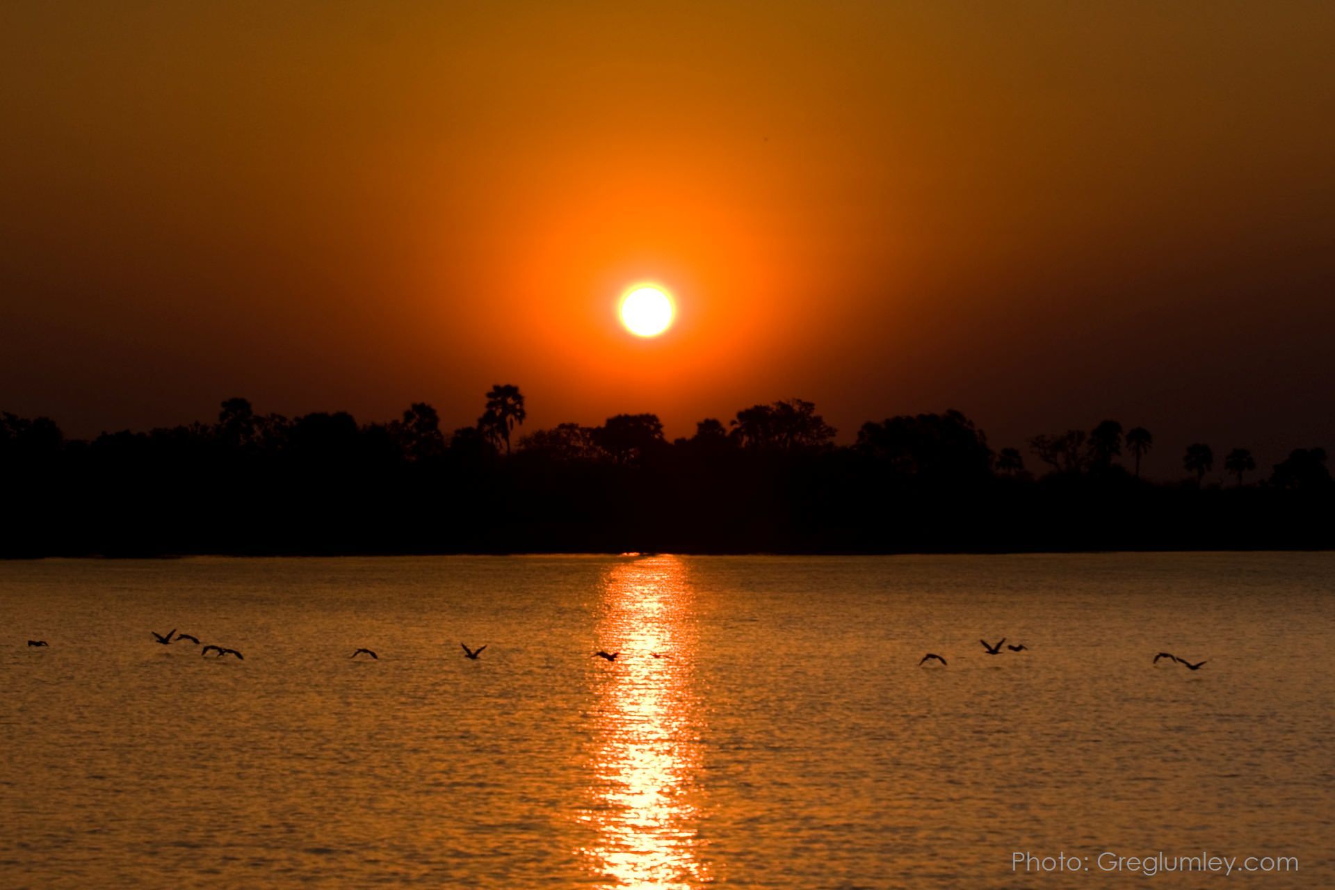 Sunset over water; orange sky, sun reflection, silhouette of trees and birds.