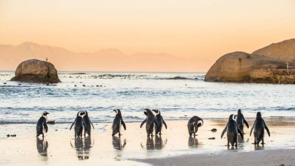 African penguins on a beach at sunset; mountains, ocean, and rocks in the background.