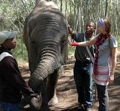 People petting an elephant in a wooded area. Two men and a woman. The woman has a purple headband.