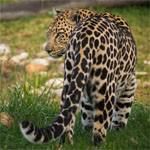 Leopard with distinctive spotted coat, looking over shoulder on green grass.