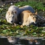 White lion and lioness in water with lily pads, looking toward the viewer.