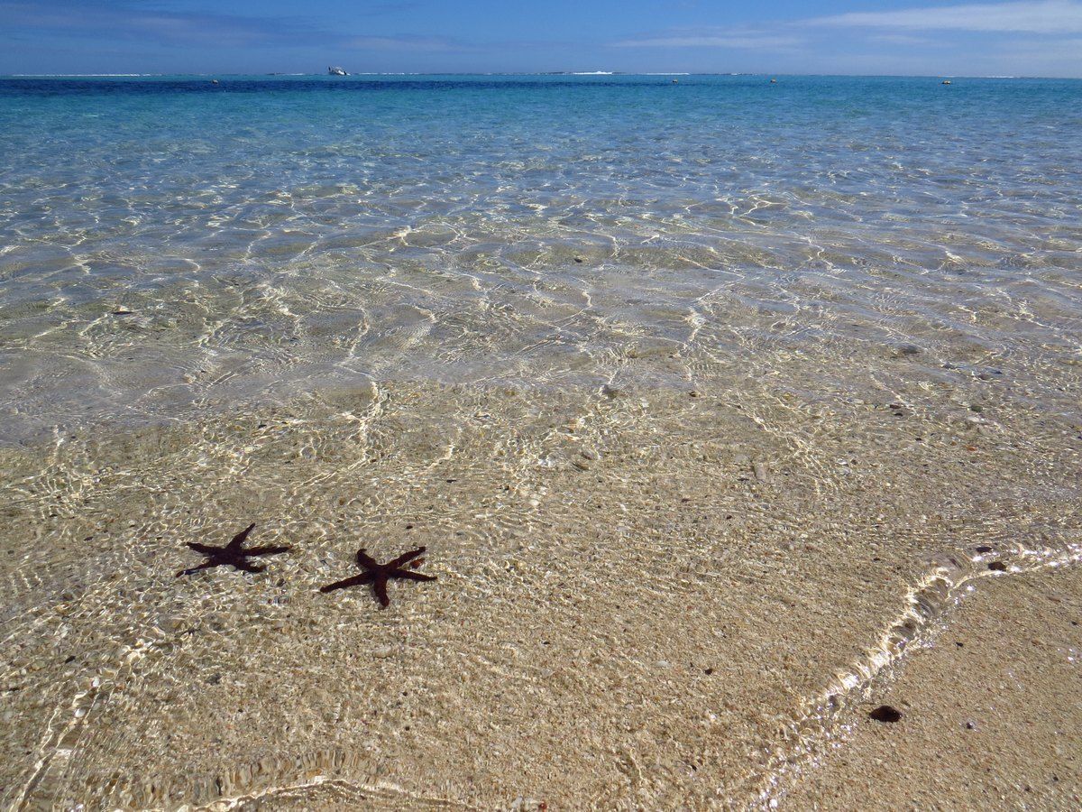 Two starfish casting shadows on a sandy beach with clear, shallow water under a blue sky.