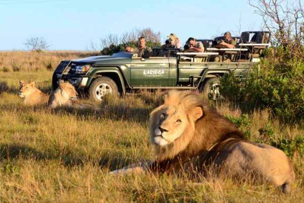 Lion watches safari vehicle with tourists; grassy savanna setting.