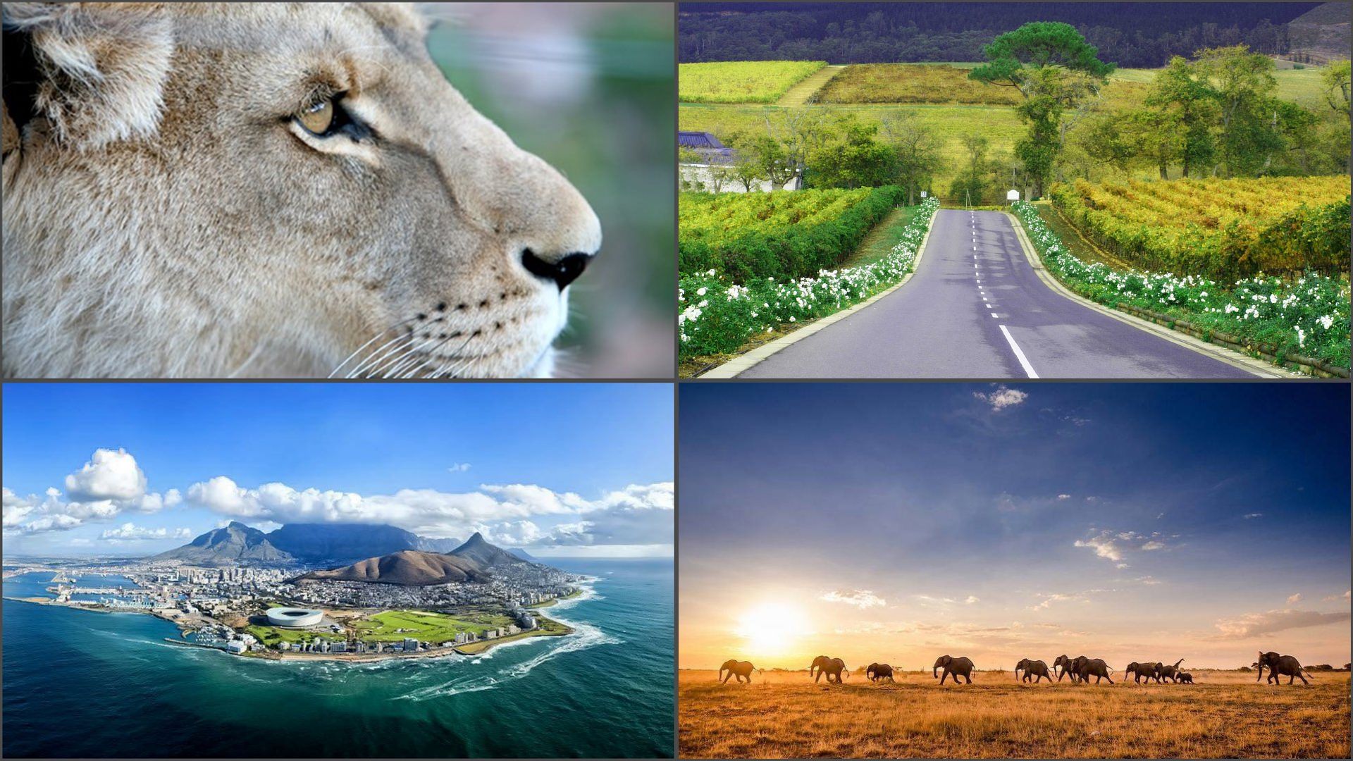 Clockwise from top left: Lion's face, road through fields, elephants in the sunset, city by ocean.