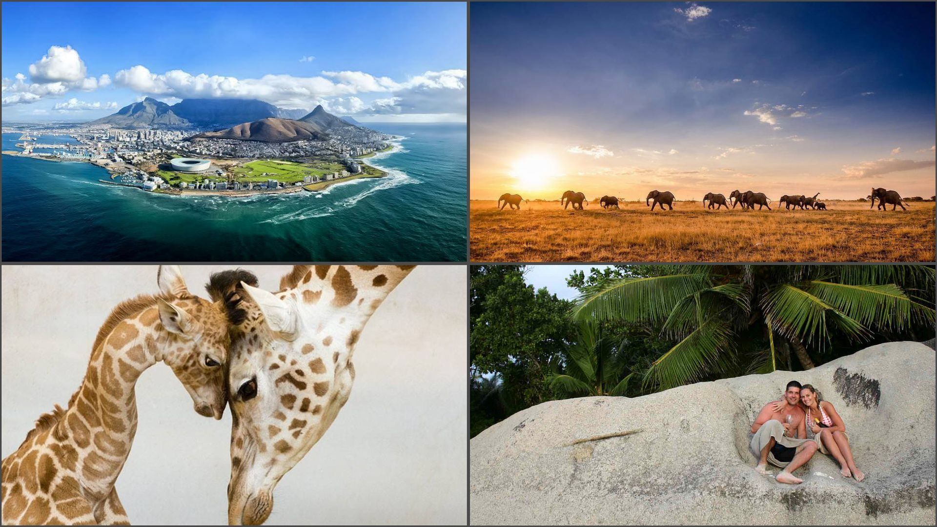 Panoramic view of Cape Town, elephants on the savanna, giraffes touching, and couple sunbathing on rock.