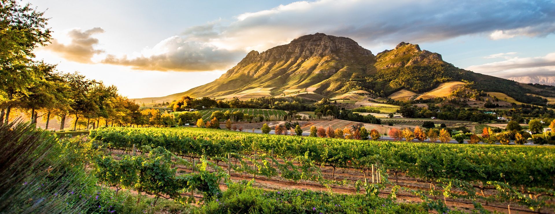 Vineyard at sunset with a mountain backdrop and rows of green vines.