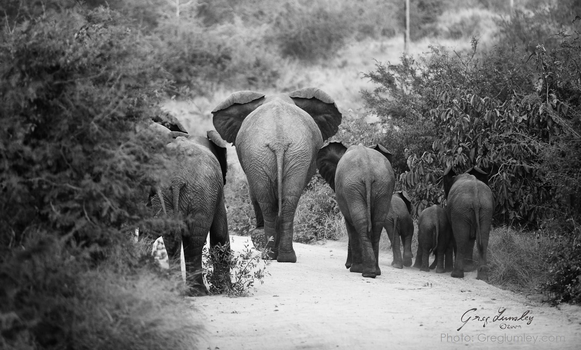 Elephants walking away from the viewer on a path. Trees and bushes line the path. Black and white.