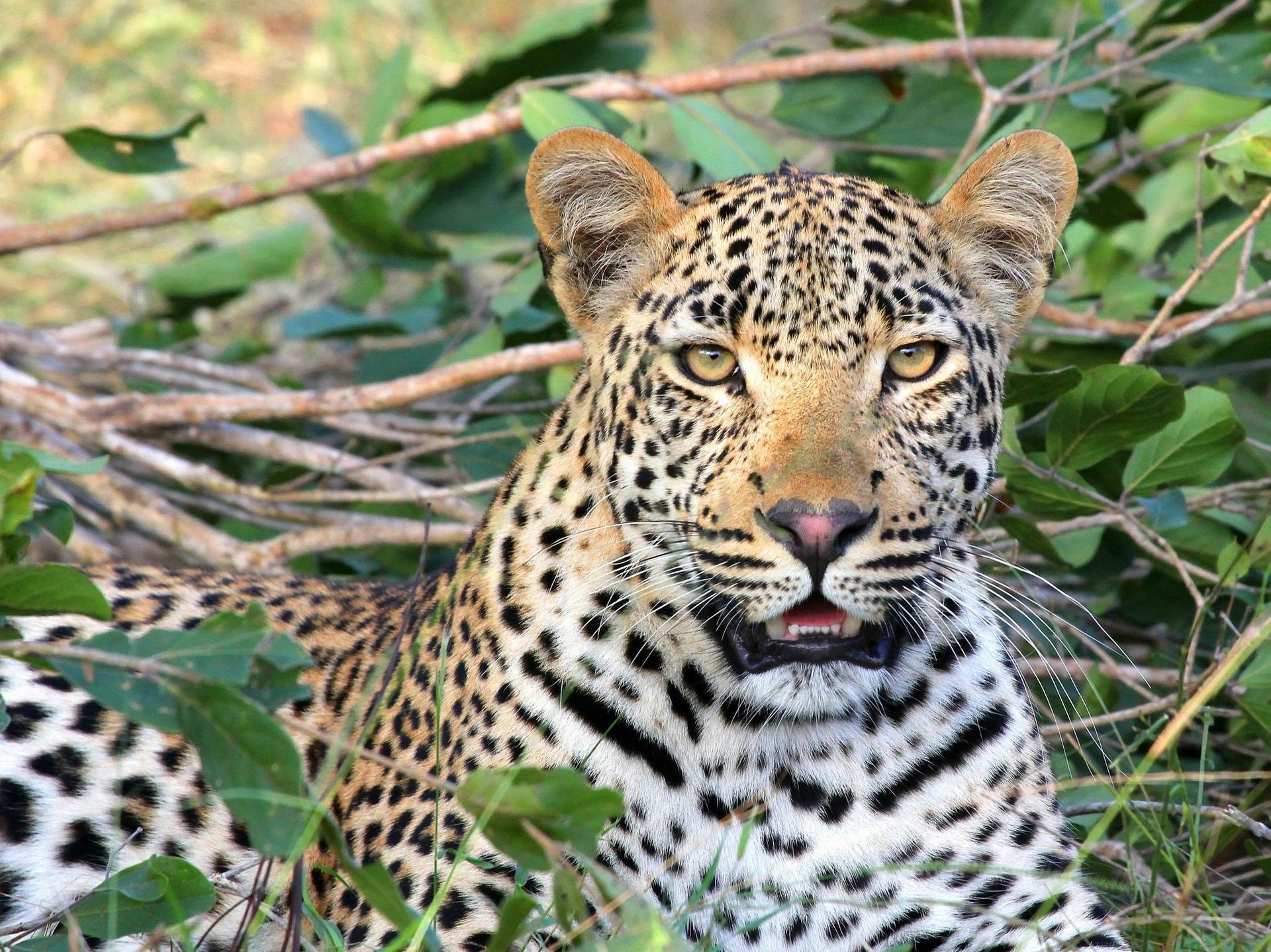 Leopard with spotted fur resting in foliage, looking forward with an open mouth.