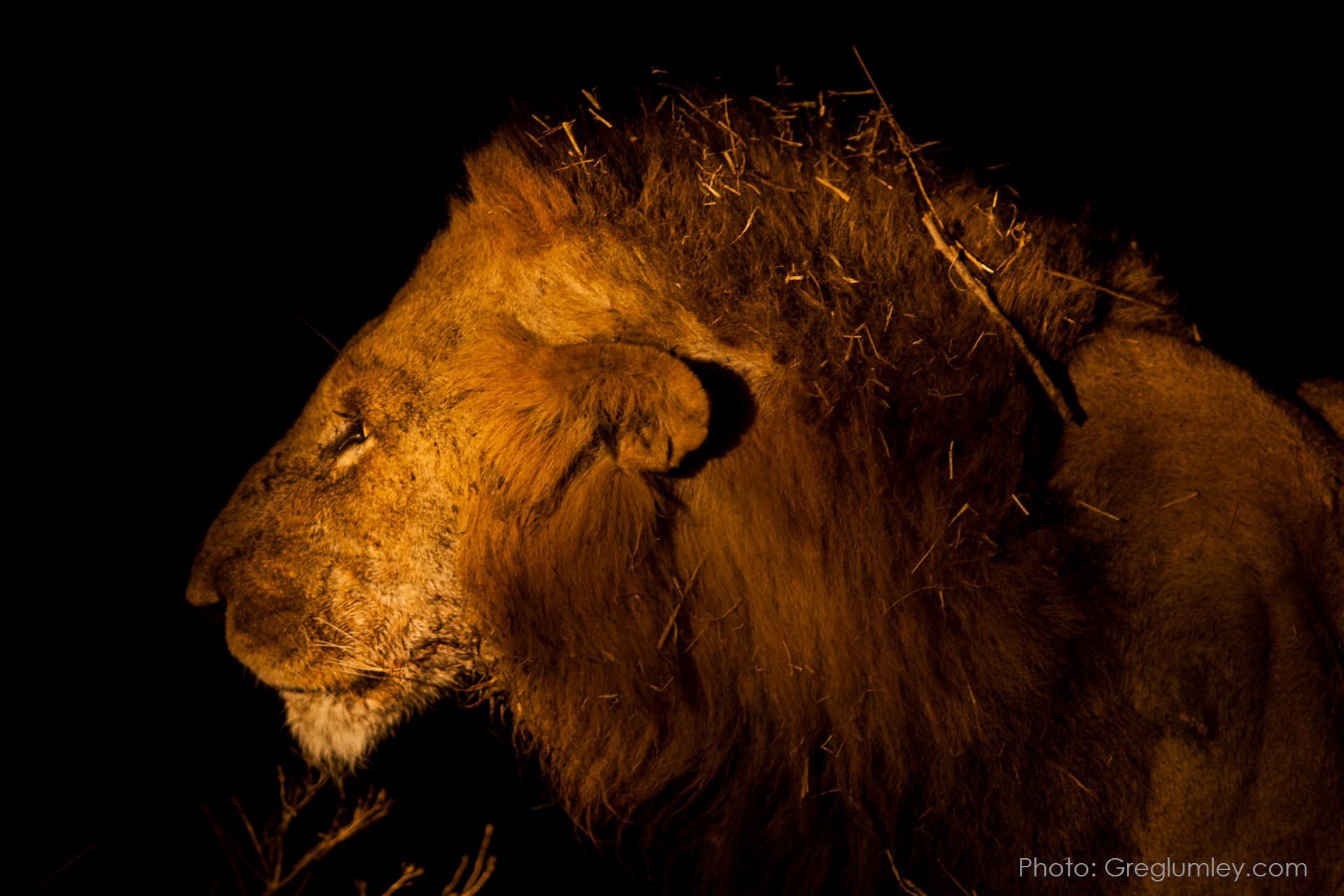 Profile of a male lion in the dark; illuminated by golden light, brown mane, grass in the fur.