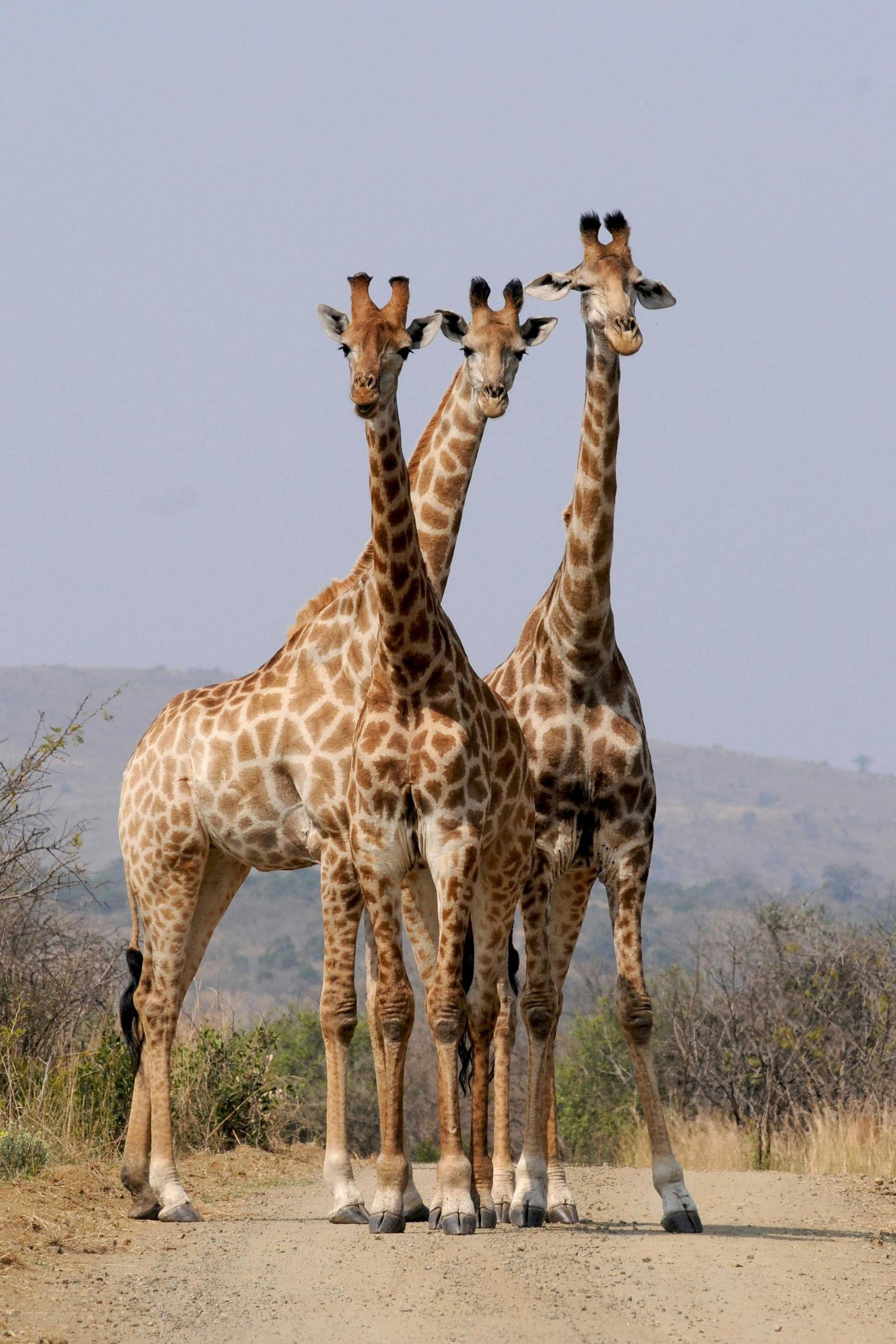 Three giraffes standing on a dirt road, spotted brown coats against a pale blue sky.