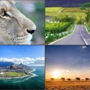 Lion's face close-up, road through fields, coastal city, elephants at sunset.