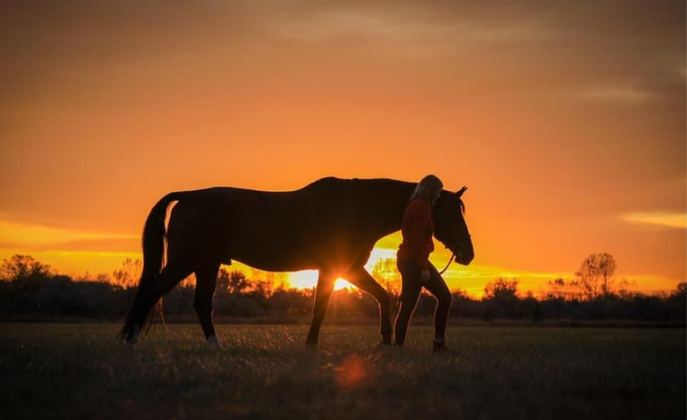Equine Cremation and Equine Removal
