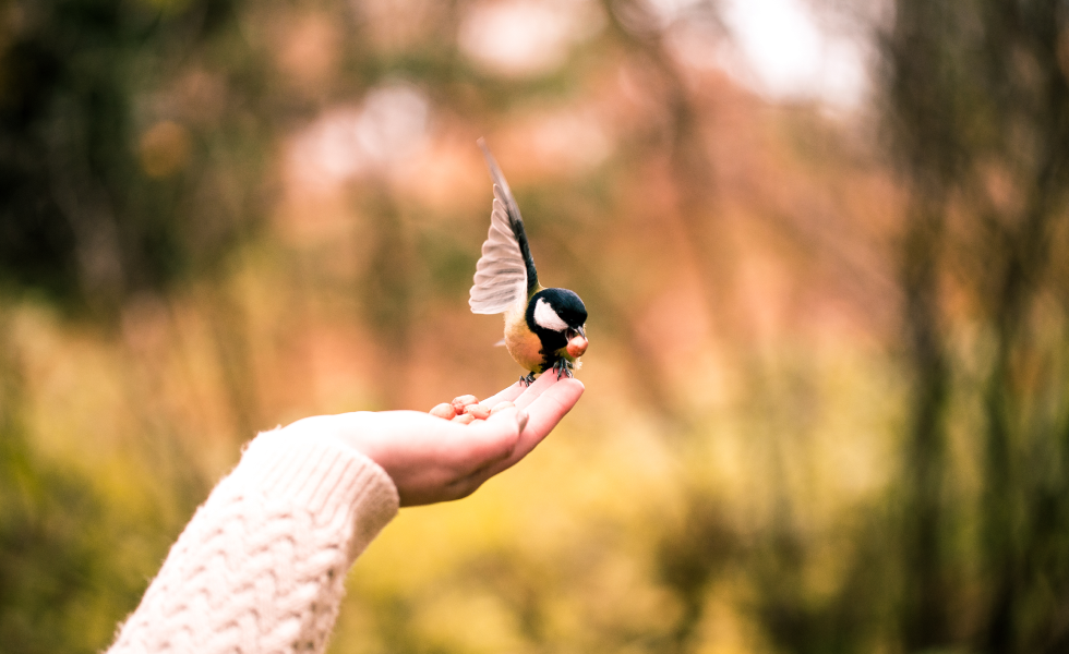Individual pet cremation