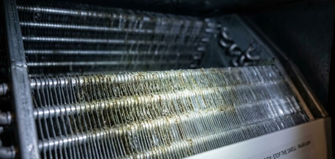 A macro photograph showing microscopic bacteria colonies that cause 