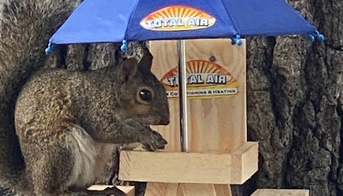 Squirrel eating from a wooden feeder with a blue umbrella attached.