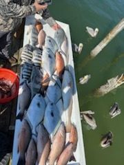 Freshly caught fish laid out on a white surface next to a body of water.