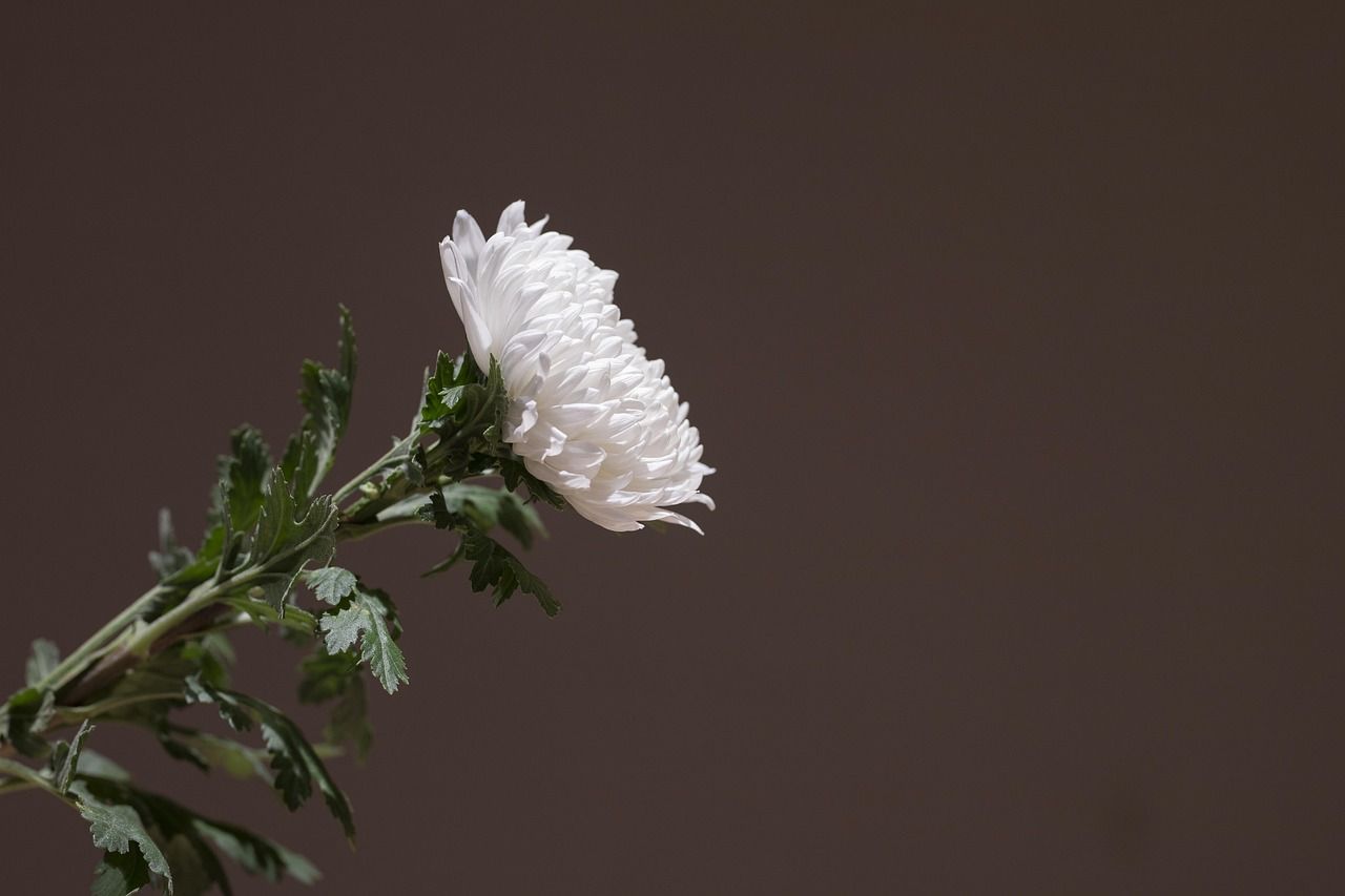 cremation services Chaska, MN