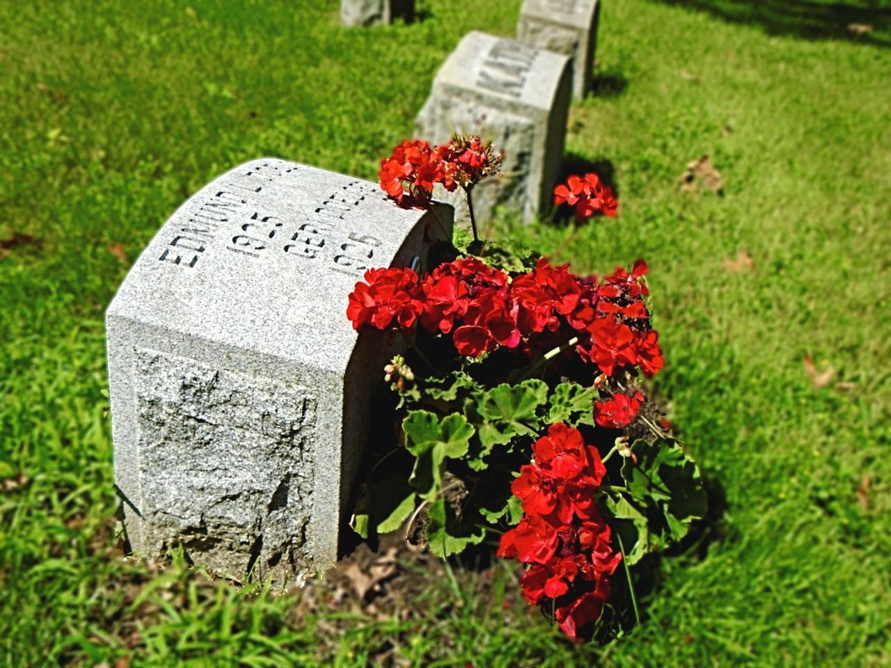 Red flowers placed beside a small gray headstone in a green cemetery setting