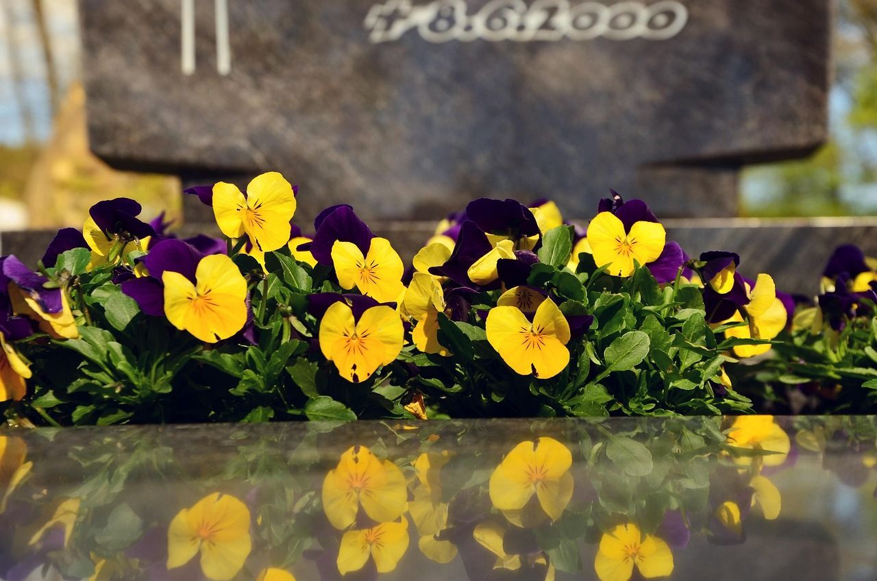 Yellow and purple pansies blooming at a grave, reflecting softly on a polished headstone