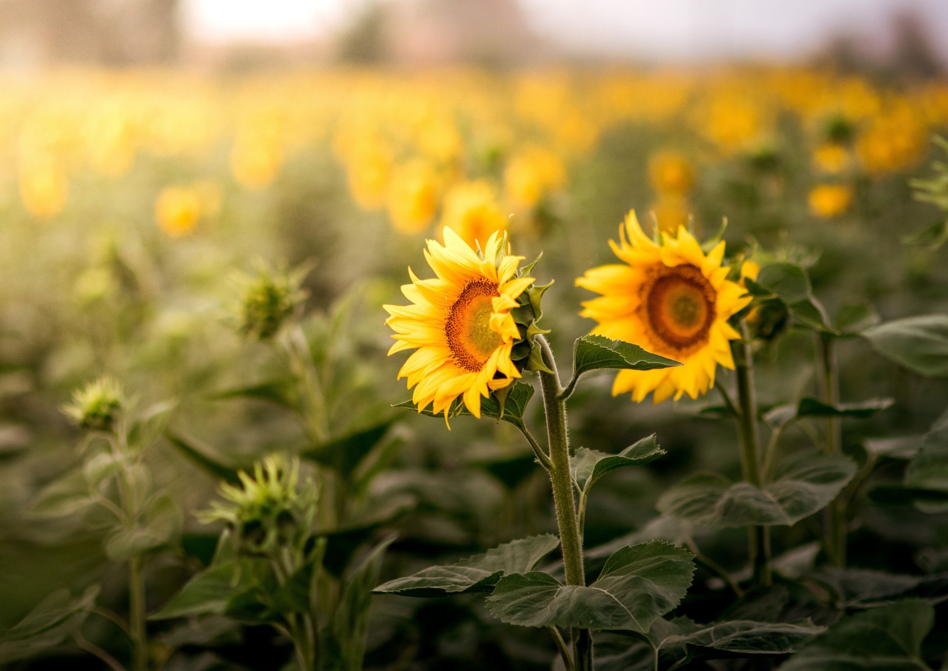 Two sunflowers are growing in a field of sunflowers.
