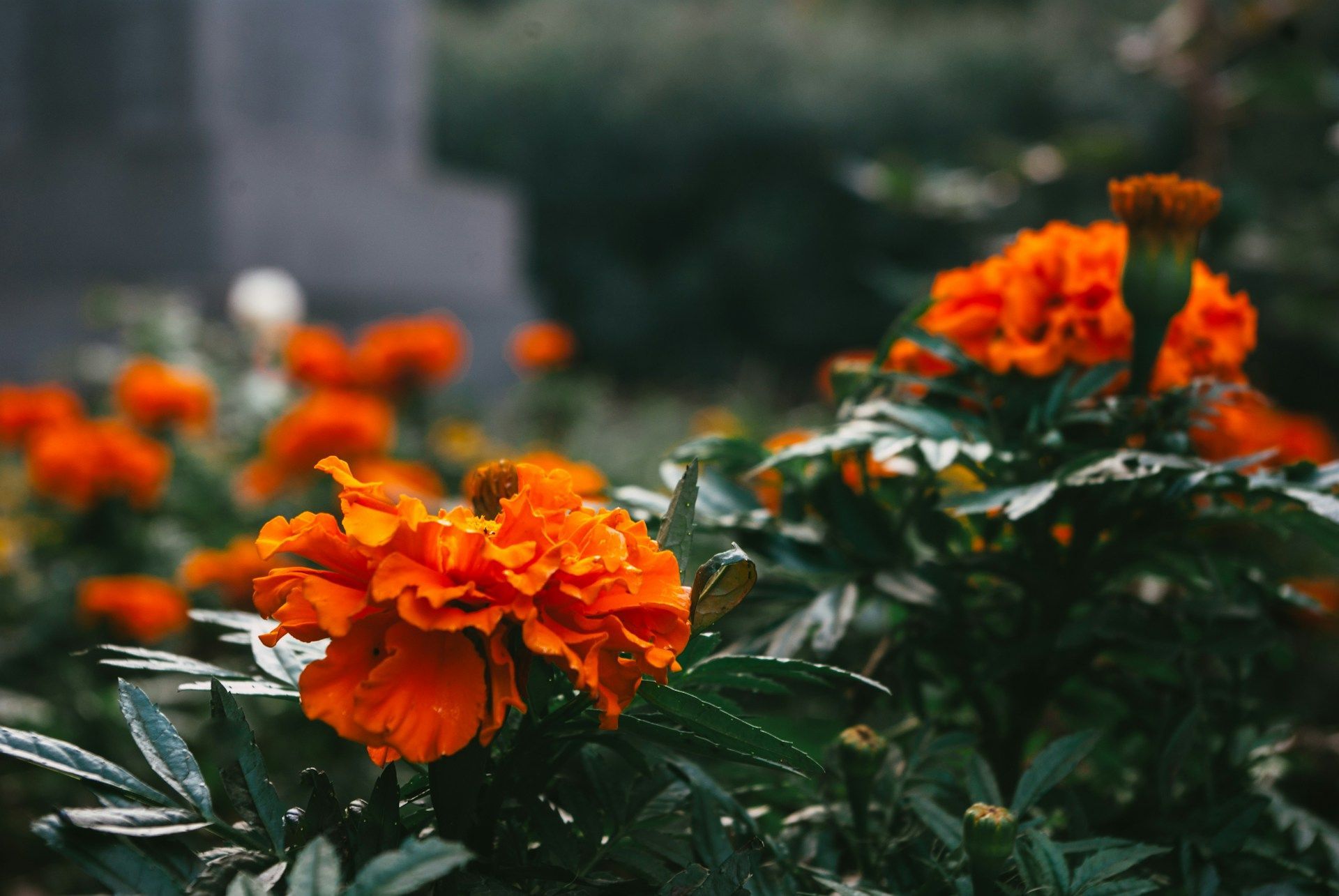 Bright orange flowers blooming beautifully in a lush garden radiating warmth and positivity. 