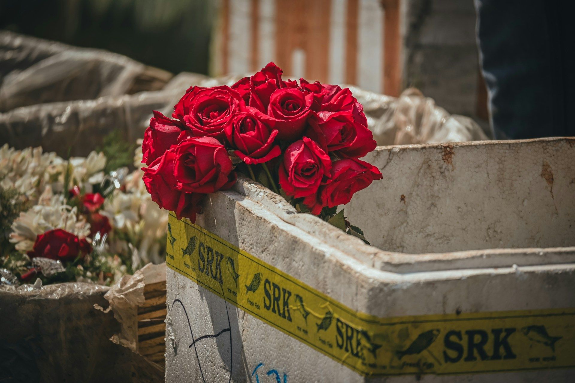 A bunch of red roses left on top of a trash can, symbolizing loss, abandonment, and unspoken remembr