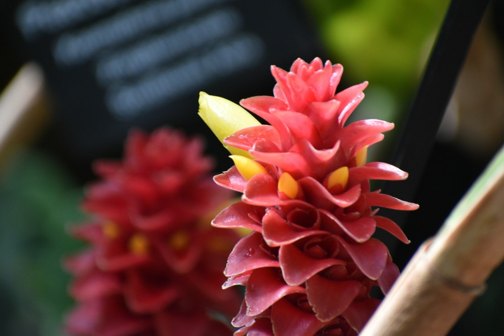 Close-up of a vibrant red tropical flower with yellow accents symbolizing beauty and vitality.
