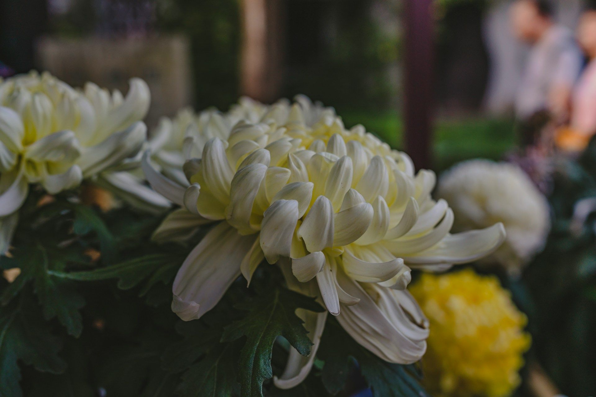 White and yellow flowers arranged in a simple vase bringing warmth, peace, and natural beauty.