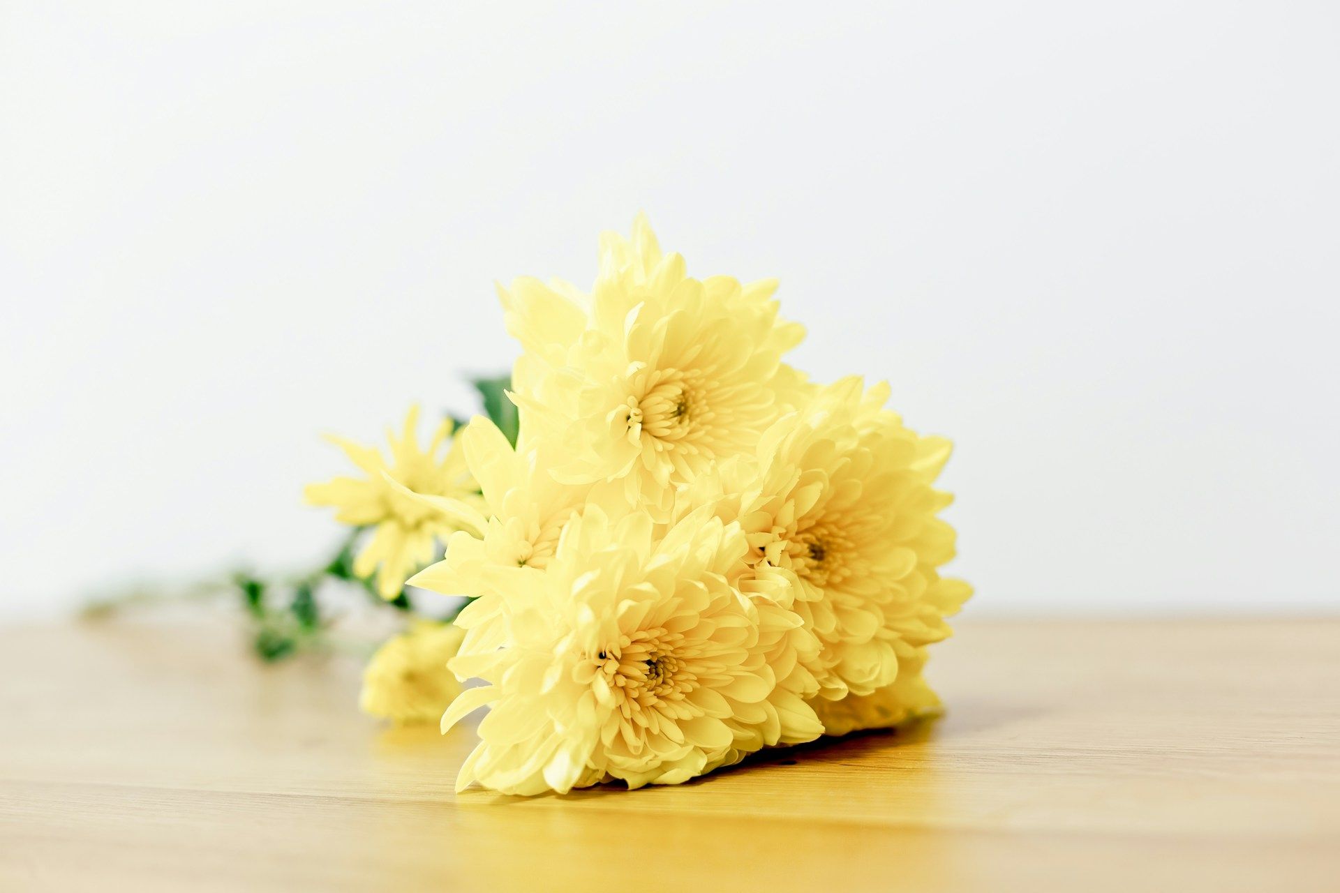 Soft yellow chrysanthemums resting on a wooden table conveying peace and remembrance.