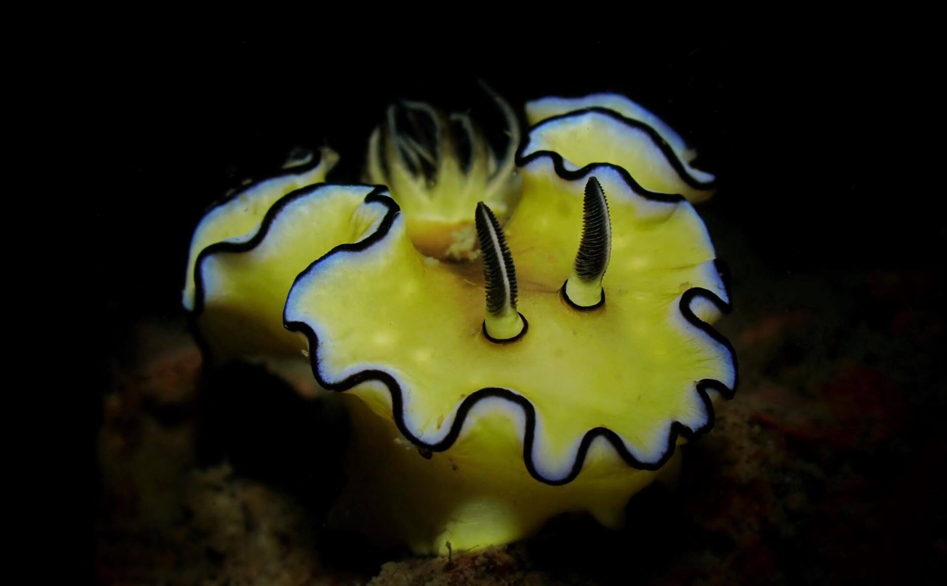 diving with bbdivers, nudibranch, marinelife