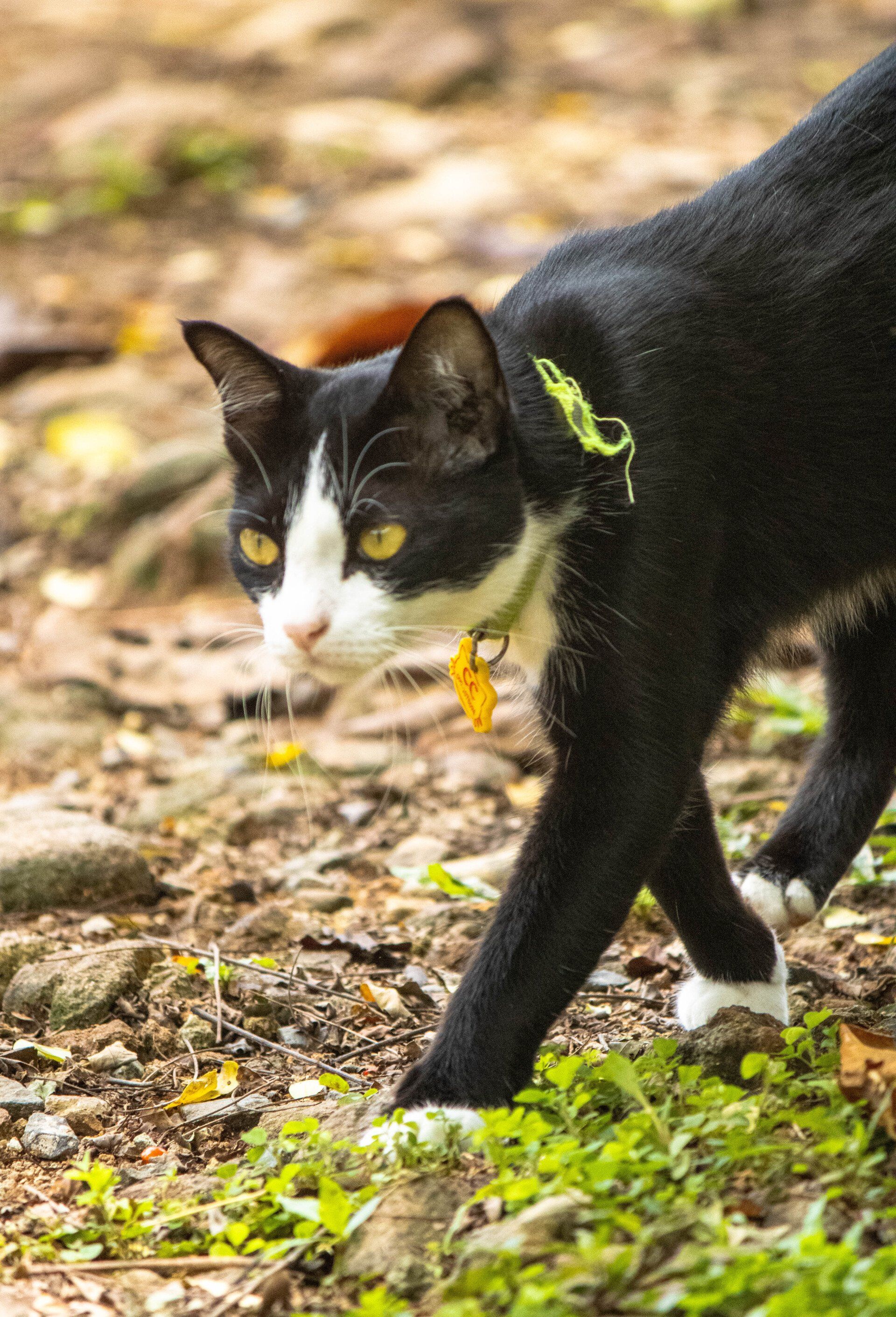 petfriendly cliff cottage 