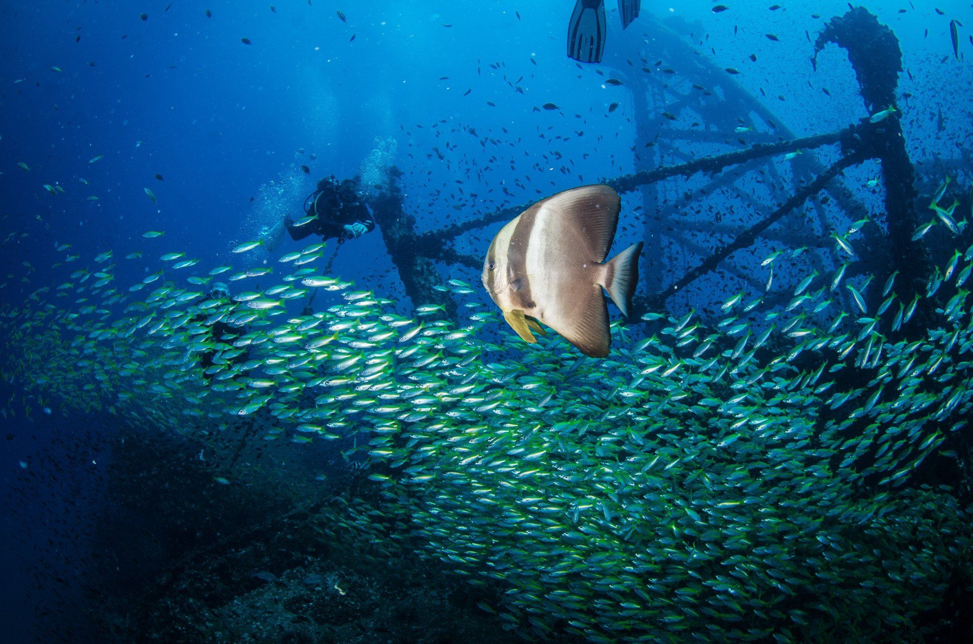 diving with BBdivers, Cliff Cottage recommended activity