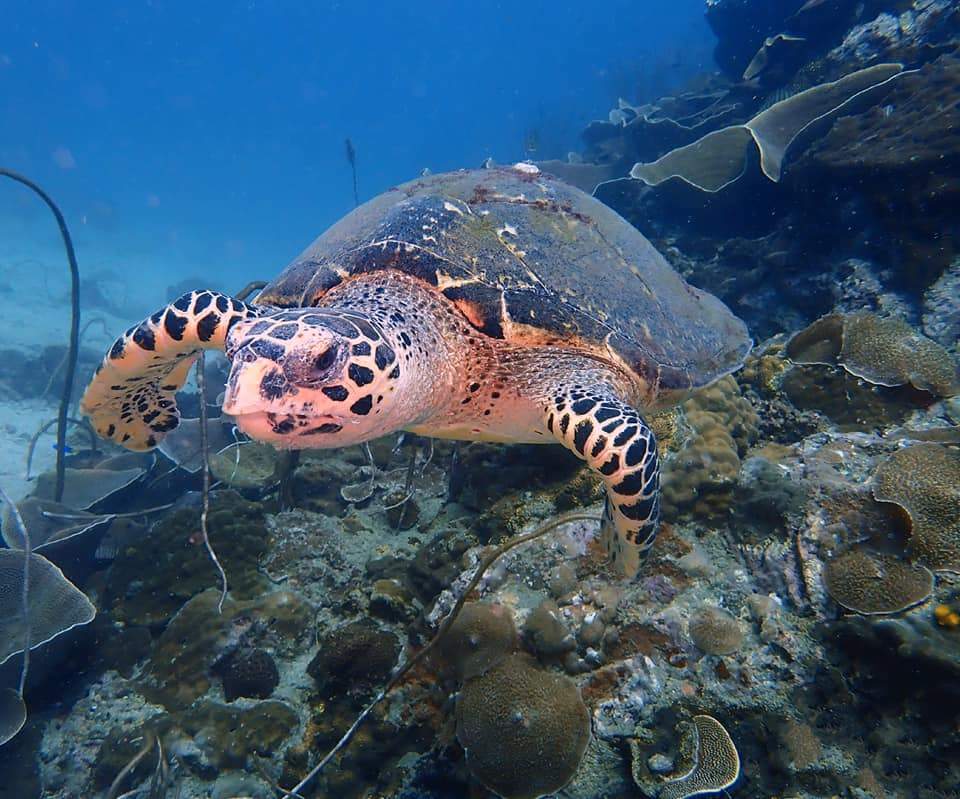 diving activity with BB divers