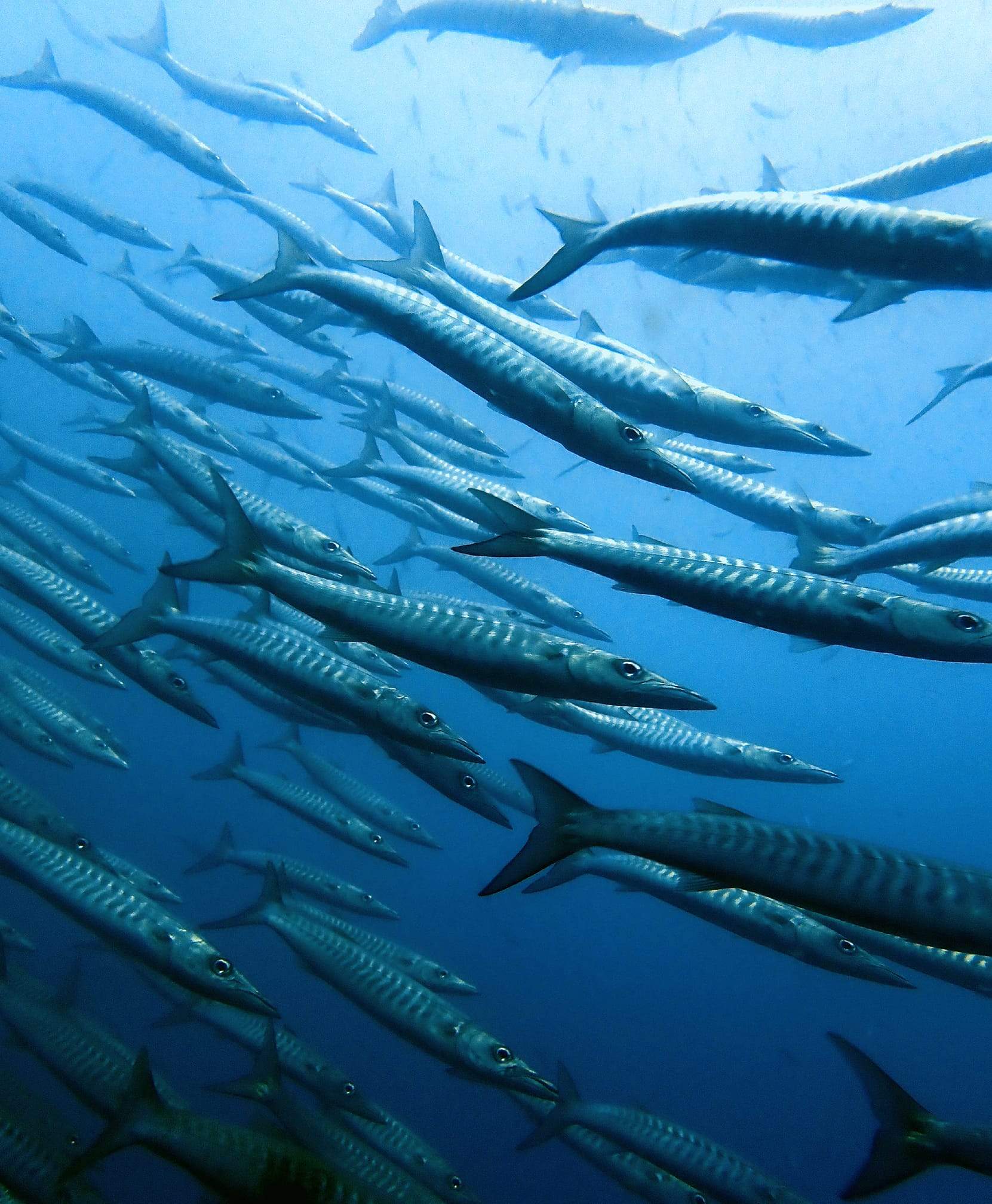 BBdivers scuba trips