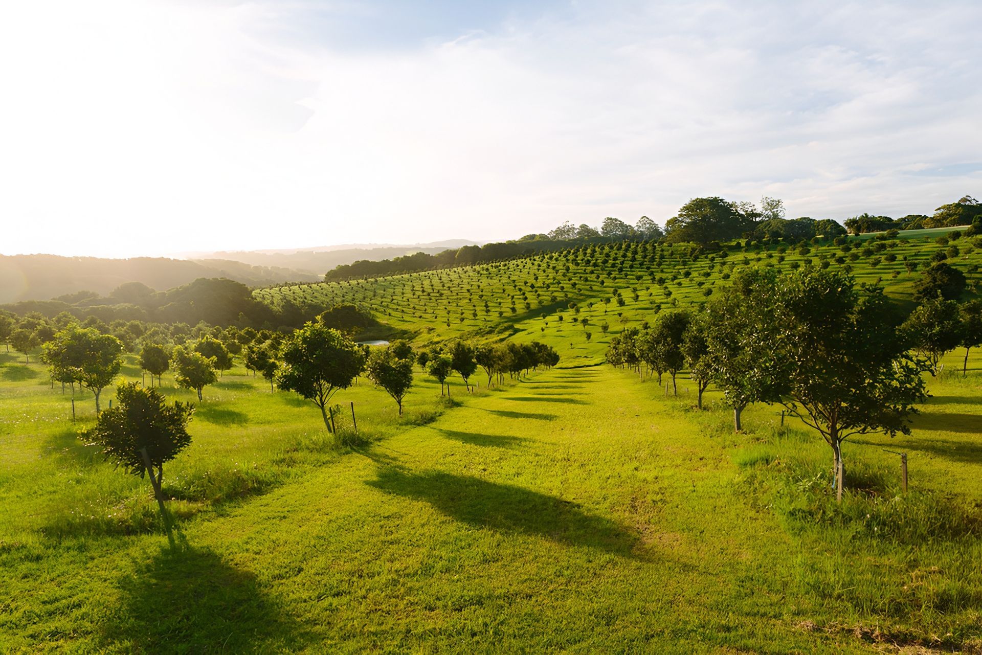Green Orchard with Trees and Rolling Hills Bathed in Sunlight — Bigfoot Earthmoving In Bangalow, NSW