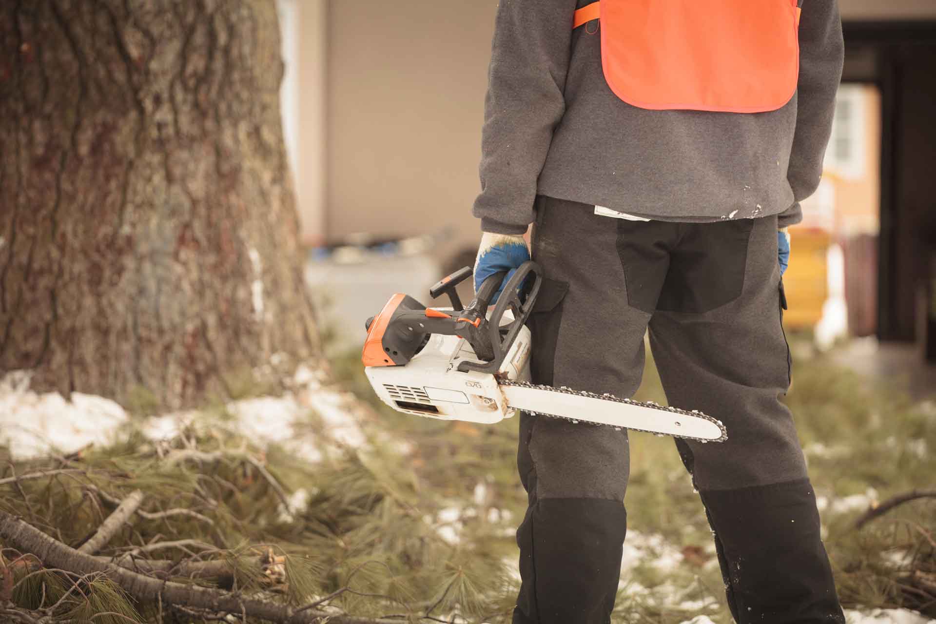 Tree removal