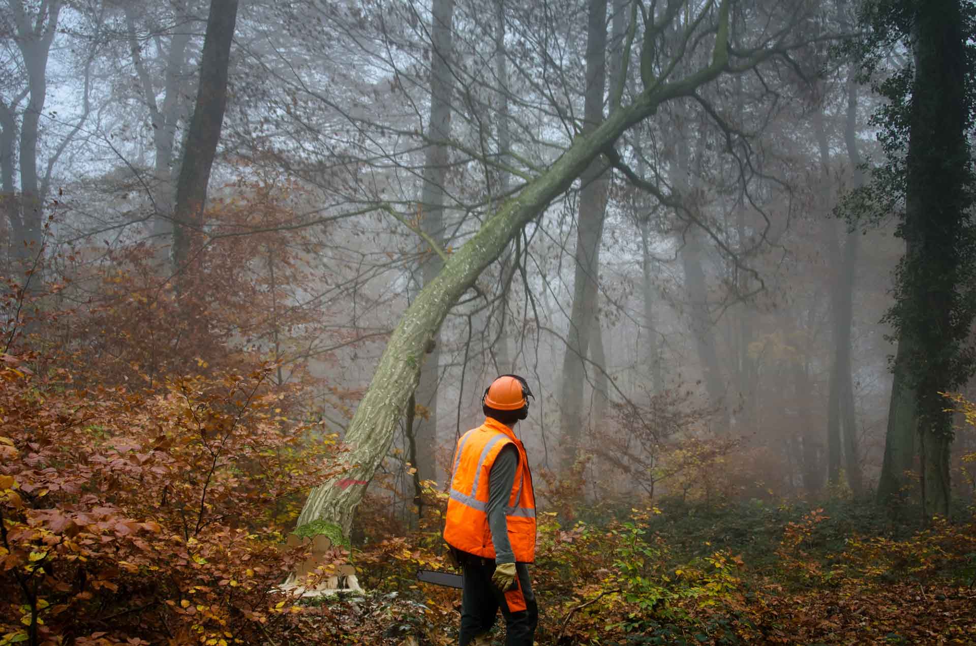 Why choose South West Tree Care